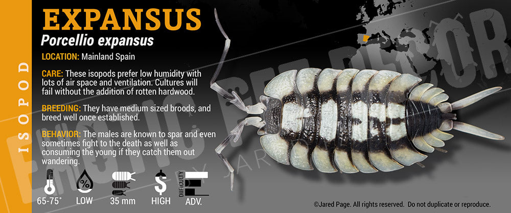Porcellio expansus 'White Skirt' isopod label