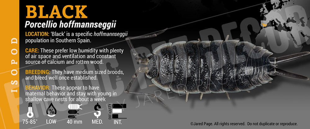 Porcellio hoffmannseggii 'Titan' isopod label label