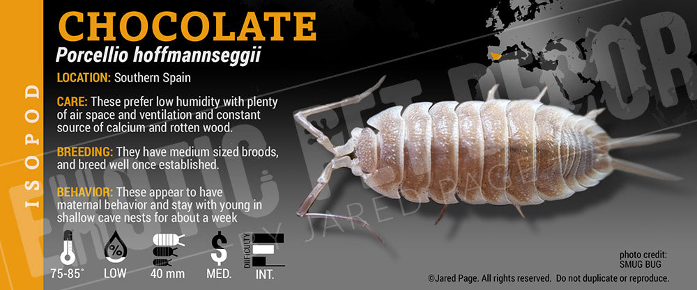 Porcellio hoffmannseggii 'Titan' isopod label label