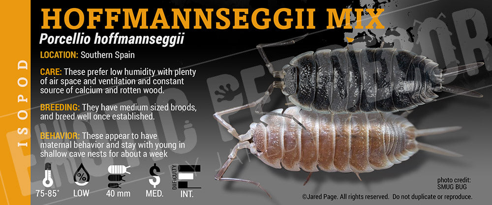 Porcellio hoffmannseggii 'Titan' isopod label label