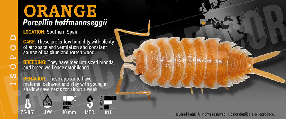 Porcellio hoffmannseggii 'Titan' isopod label label