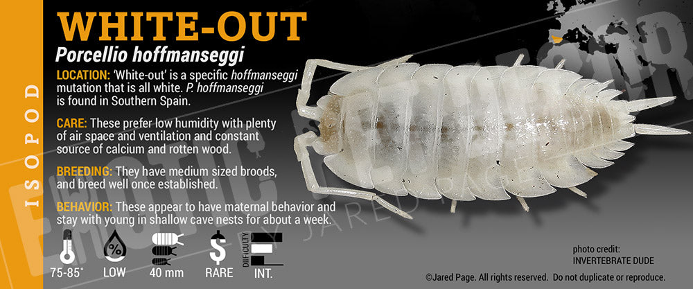 Porcellio hoffmannseggii 'Titan' isopod label label