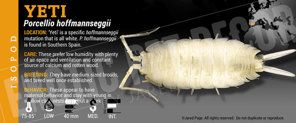 Porcellio hoffmannseggii 'Titan' isopod label label