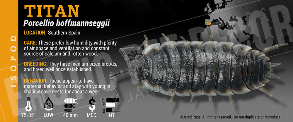 Porcellio hoffmannseggii 'Titan' isopod label label