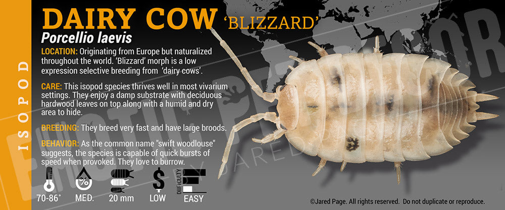 Porcellio laevis 'Dairy Cow' isopod label