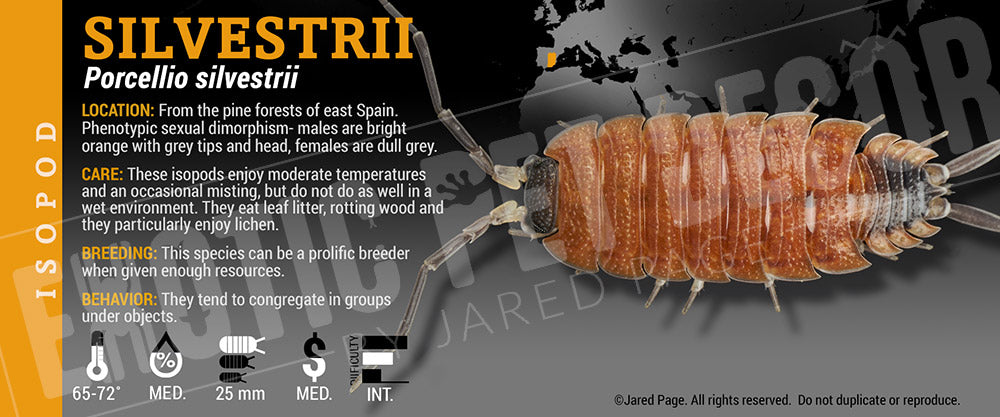 Porcellio silvestrii isopod label