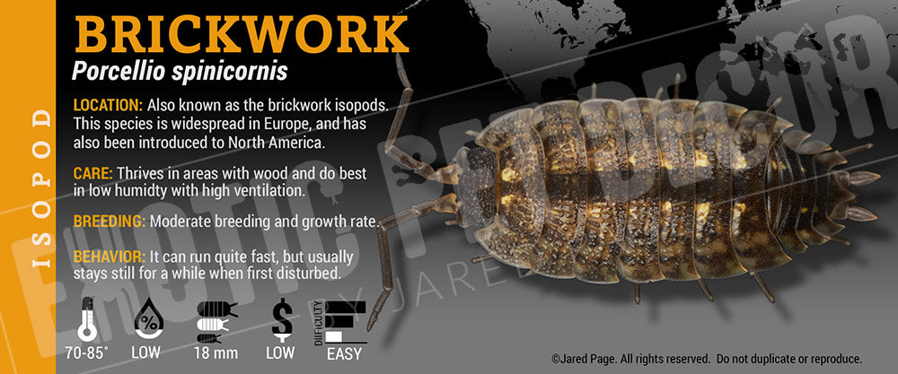 Porcellio spinicornis 'Brickwork' isopod label