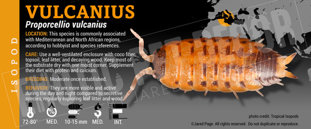 Proporcellio vulcanius isopod label