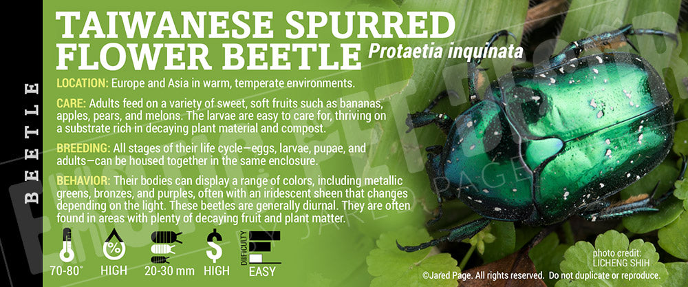 Protaetia inquinata 'Taiwanese Spurred Flower Beetle' label