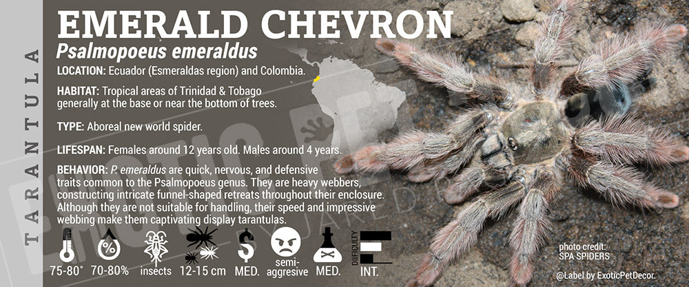 Psalmopoeus emeraldus 'Emerald Chevron' Tarantula label