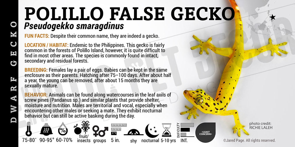 Pseudogekko smaragdinus 'Polillo False' Gecko label