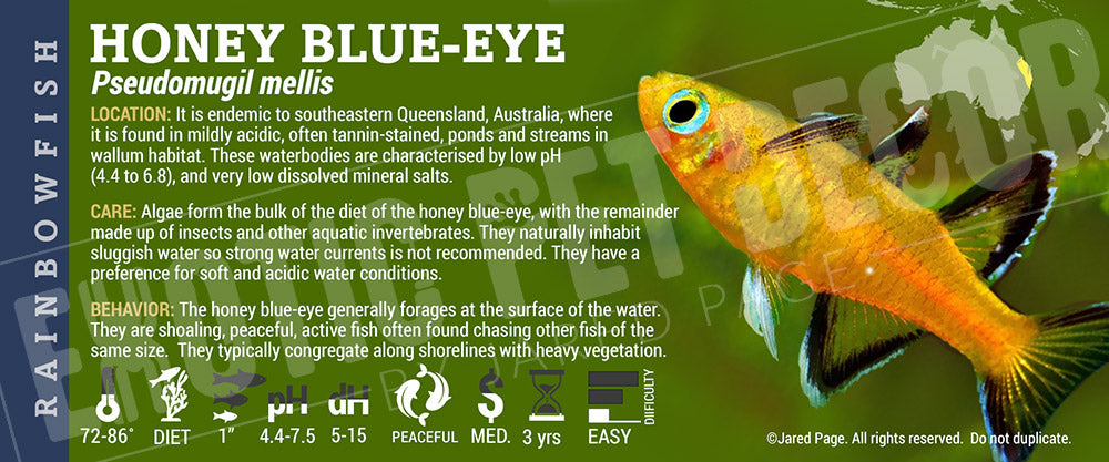 Pseudomugil mellis "Honey Blue-eye" fish