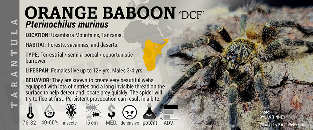 Pterinochilus murinus 'Orange Baboon' Tarantula