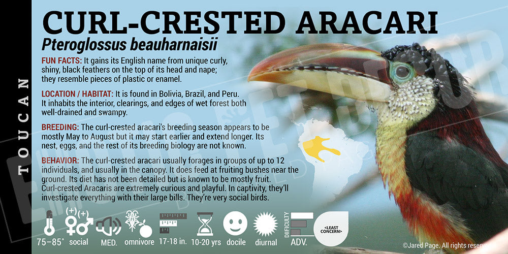 Pteroglossus beauharnaisii 'Curl-crested Aracari' bird label