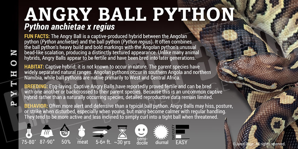 Python anchietae x regius 'Angry Ball' Python label