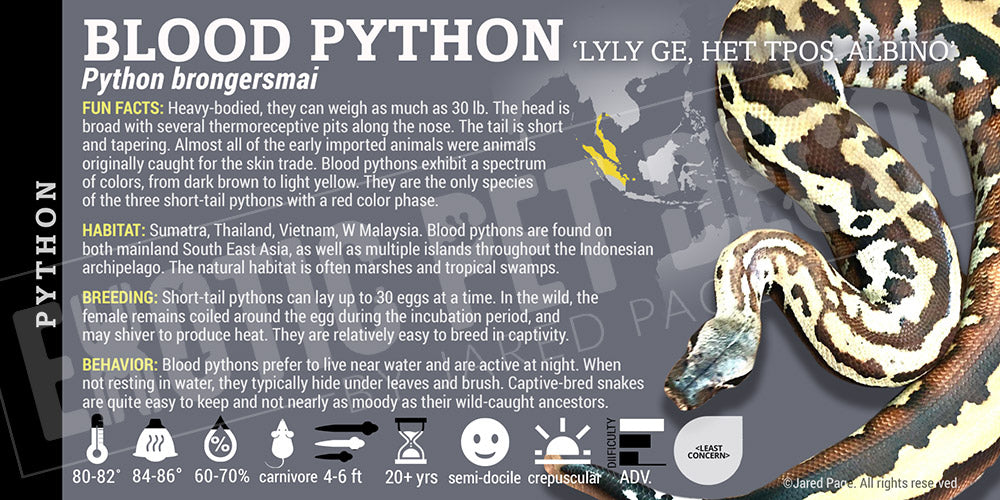 Python brongersmai 'Blood' Python