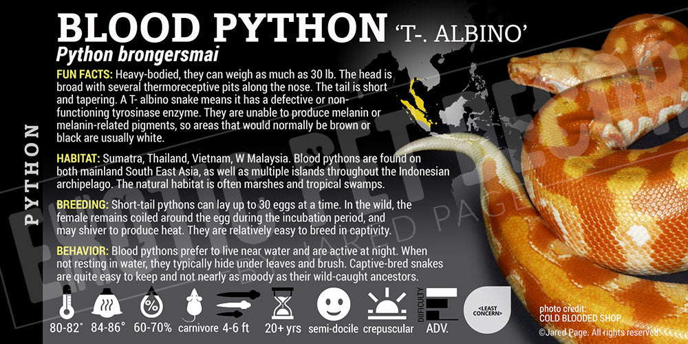 Python brongersmai 'Blood' Python