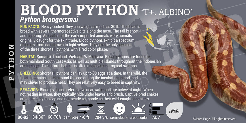 Python brongersmai 'Blood' Python