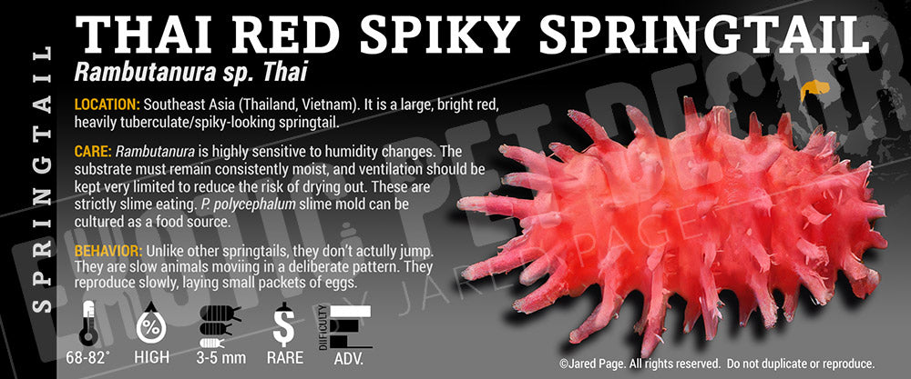 Rambutanura sp. 'Thai Red Spiky' Springtail label