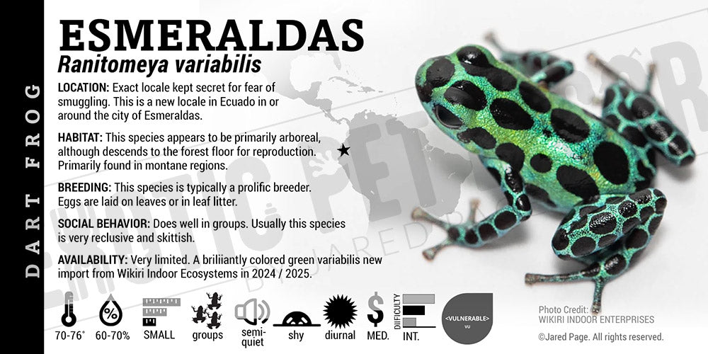 Ranitomeya variabilis 'Esmeraldas' Dart Frog Card