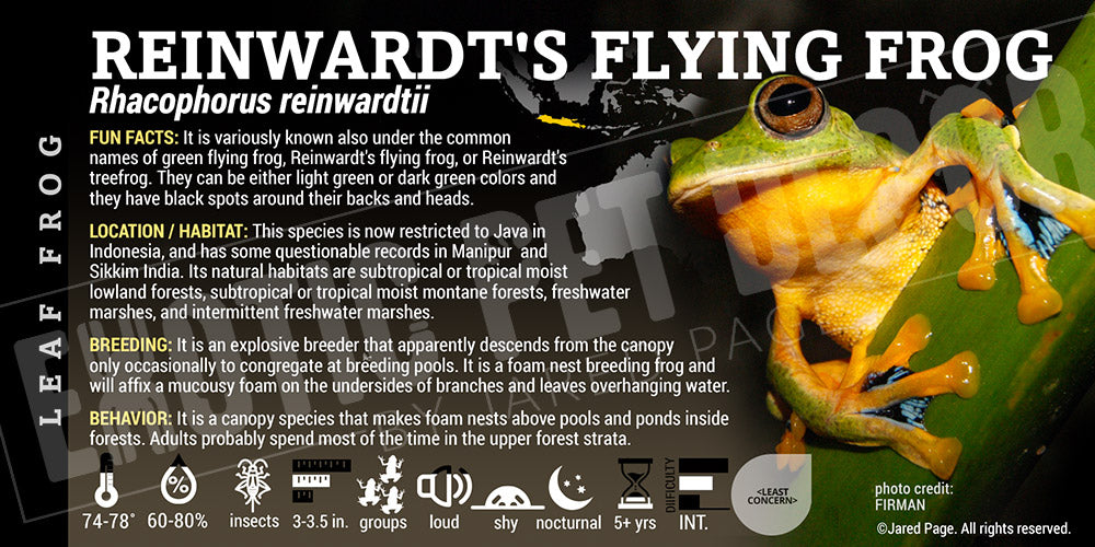 Rhacophorus reinwardtii 'Reinwardt's Flying Frog' label