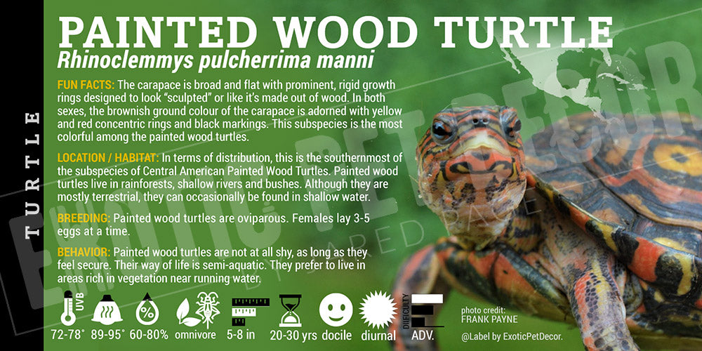 Rhinoclemmys pulcherrima 'Painted Wood' Turtle