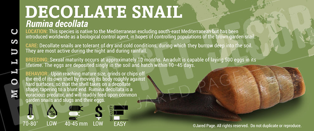 Rumina decollata 'Decollate Snail'