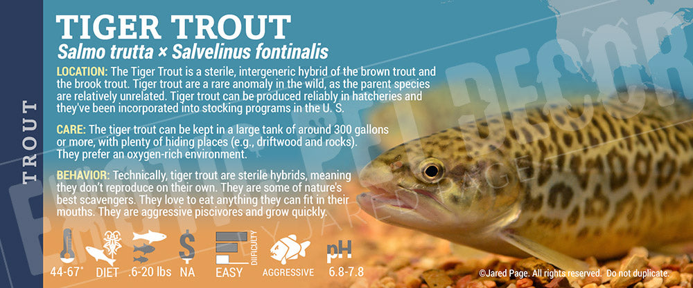 Salmo trutta × Salvelinus Fontinalis 'Tiger Trout'