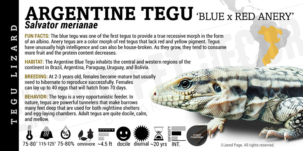 Salvator merianae 'Argentine' Tegu