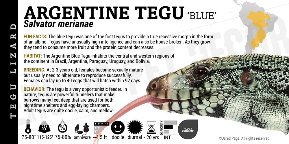 Salvator merianae 'Argentine' Tegu