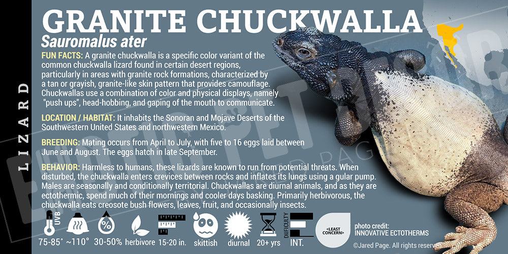 Sauromalus ater 'Chuckwalla' Lizard