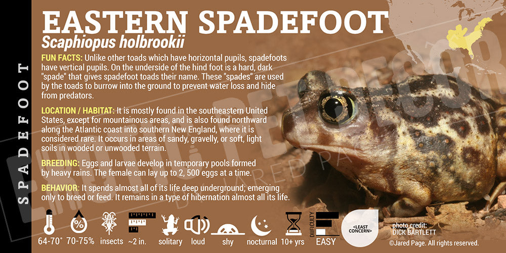 Scaphiopus holbrookii 'Eastern Spadefoot Toad' label