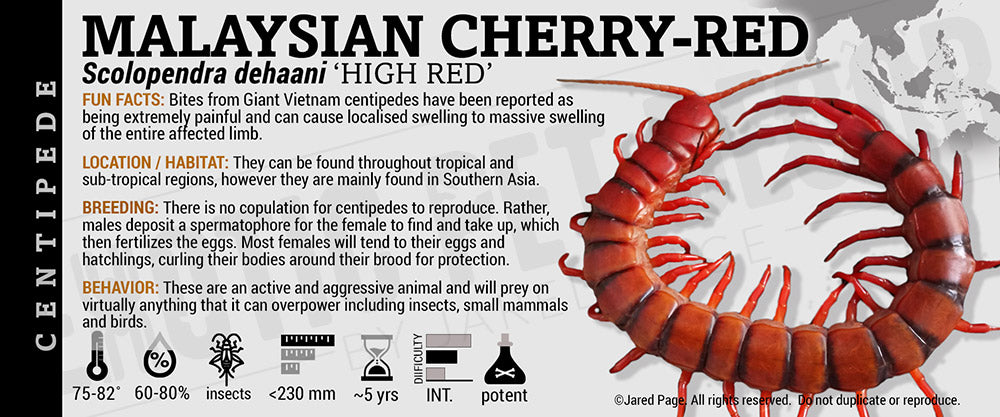 Scolopendra dehaani 'Vietnam' Centipede