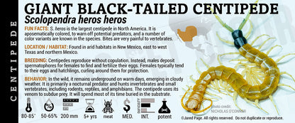 Scolopendra heros heros 'Giant Black-Tailed' Centipede