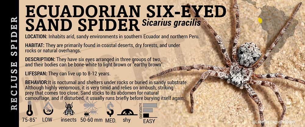 Sicarius gracilis 'Ecuadorian Six-eyed Sand Spider' label