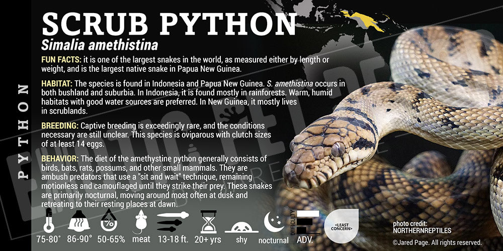 Simalia amethistina 'Scrub' Python