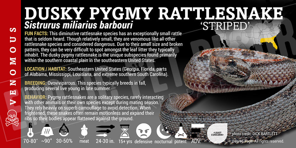 Sistrurus miliarius barbouri 'Dusky Pygmy' Rattlesnake