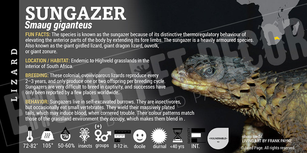 Smaug giganteus 'Sungazer' Lizard