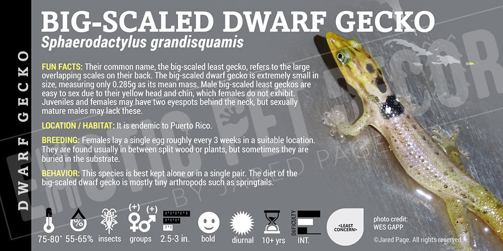 Sphaerodactylus grandisquamis 'Big-scaled Dwarf' Gecko label