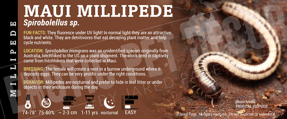 Spirobolellus Sp. 'Maui Millipede' label