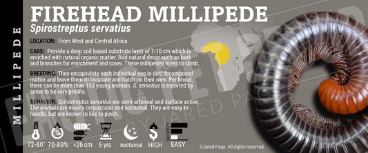 Spirostreptus servatius 'Firehead' Millipede