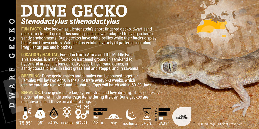 Stenodactylus sthenodactylus Dune Gecko