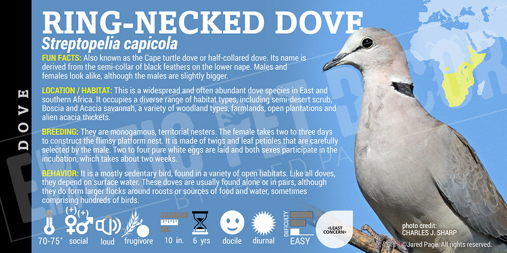 Streptopelia capicola 'Ring-necked' Dove