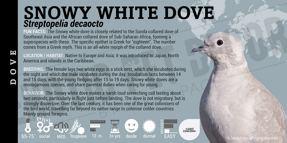 Streptopelia decaocto 'Eurasian Collared Dove'