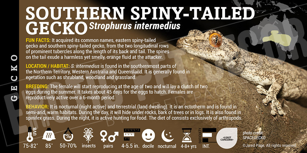 Strophurus intermedius 'Southern Spiny-Tailed' Gecko label