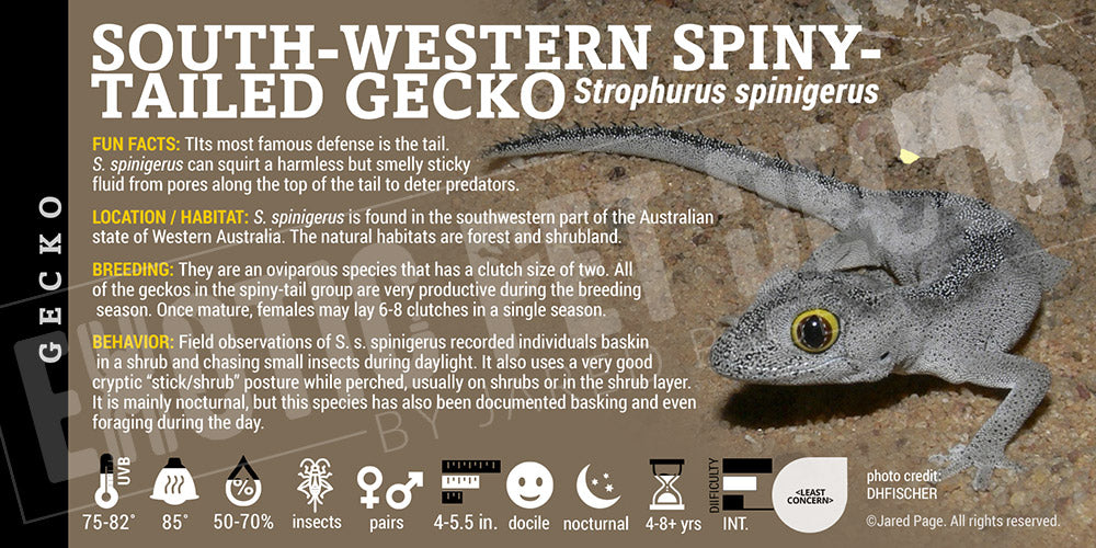 Strophurus spinigerus 'South-Western Spiny-Tailed' Gecko label