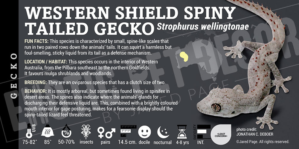 Strophurus wellingtonae 'Western Shield Spiny-Tailed' Gecko label
