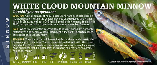 Tanichthys micagemmae 'White Cloud Mountain Minnows Fish'