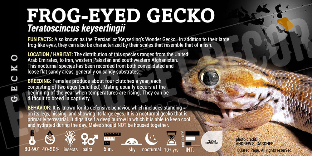 Teratoscincus keyserlingii 'Frog-eyed' Gecko