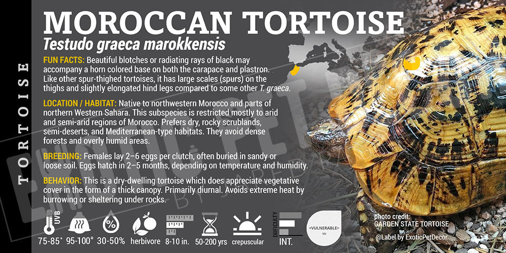 Testudo graeca marokkensis 'Moroccan' Tortoise label